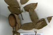 <strong>Leguminosae-Papilionoideae - Dipteryx - Dipteryx odorata (Aubl.) Willd.</strong><br />© hnb