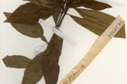 <strong>Myrtaceae - Syzygium - Syzygium guineense (Willd.) DC.</strong><br />© hnb