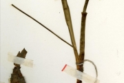 <strong>Asparagaceae - Ledebouria - Ledebouria barteri (Baker) J.C.Manning & Goldblatt</strong><br />© hnb