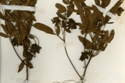 <strong>Leguminosae-Papilionoideae - Eriosema - Eriosema sacleuxii Tisser.</strong><br />© hnb