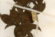 <strong>Flacourtiaceae - Oncoba - Oncoba spinosa Forssk.</strong><br />© hnb