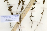 <strong>Euphorbiaceae - Euphorbia - Euphorbia convolvuloides Hochst. ex Benth.</strong><br />© hnb