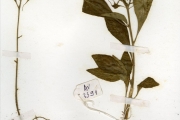 <strong>Moraceae - Dorstenia - Dorstenia cuspidata Hochst. ex A.Rich. var. cuspidata</strong><br />© hnb