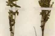 <strong>Euphorbiaceae - Euphorbia - Euphorbia convolvuloides Hochst. ex Benth.</strong><br />© hnb
