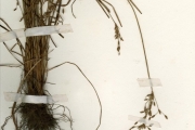 <strong>Cyperaceae - Fimbristylis - Fimbristylis scabrida Schumach.</strong><br />© hnb