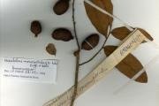 <strong>Annonaceae - Hexalobus - Hexalobus monopetalus (A.Rich.) Engl. & Diels</strong><br />© hnb