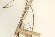 <strong>Cyperaceae - Lipocarpha - Lipocarpha albiceps Ridl.</strong><br />© hnb