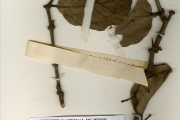 <strong>Loranthaceae - Tapinanthus - Tapinanthus globiferus (A.Rich.) Tiegh.</strong><br />© hnb