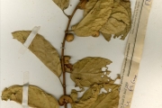 <strong>Moraceae - Ficus - Ficus dicranostyla Mildbr.</strong><br />© hnb