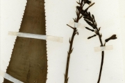 <strong>Asphodelaceae - Aloe - Aloe macrocarpa Tod. var. major A.Berger</strong><br />© hnb