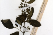 <strong>Rubiaceae - Vangueriella - Vangueriella nigerica (Robyns) Verdc.</strong><br />© hnb