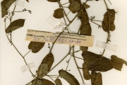 <strong>Asclepiadaceae - Tylophora - Tylophora sylvatica Decne.</strong><br />© hnb