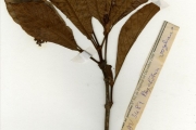 <strong>Rubiaceae - Psychotria - Psychotria vogeliana Benth.</strong><br />© hnb