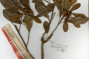<strong>Moraceae - Ficus - Ficus thonningii Blume</strong><br />© hnb