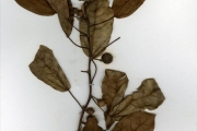 <strong>Moraceae - Ficus - Ficus glumosa Delile</strong><br />© hnb