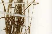 <strong>Poaceae - Loxodera - Loxodera ledermannii (Pilg.) Launert</strong><br />© hnb