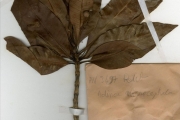 <strong>Rubiaceae - Breonadia - Breonadia salicina (Vahl) Hepper & Wood</strong><br />© hnb