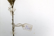 <strong>Moraceae - Dorstenia - Dorstenia cuspidata Hochst. ex A.Rich. var. cuspidata</strong><br />© hnb