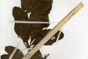 <strong>Vitaceae - Cyphostemma - Cyphostemma crotalarioides (Planch.) Desc. ex Willd. & Drumm.</strong><br />© hnb