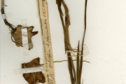 <strong>Orchidaceae - Eulophia - Eulophia maculata Rchb.f.</strong><br />© hnb