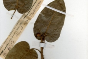 <strong>Moraceae - Ficus - Ficus ingens (Miq.) Miq.</strong><br />© hnb