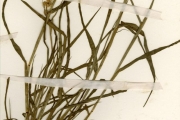 <strong>Poaceae - Cenchrus - Cenchrus biflorus Roxb.</strong><br />© hnb