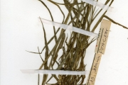 <strong>Poaceae - Cenchrus - Cenchrus biflorus Roxb.</strong><br />© hnb