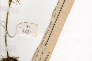 <strong>Moraceae - Dorstenia - Dorstenia cuspidata Hochst. ex A.Rich. var. cuspidata</strong><br />© hnb
