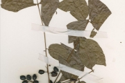 <strong>Anacardiaceae - Lannea - Lannea acida A.Rich.</strong><br />© hnb