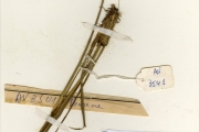 <strong>Poaceae - Imperata - Imperata cylindrica (L.) P.Beauv.</strong><br />© hnb