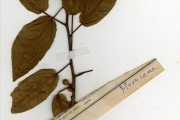 <strong>Moraceae - Ficus - Ficus glumosa Delile</strong><br />© hnb