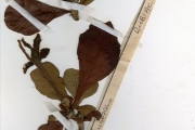 <strong>Rubiaceae - Gardenia - Gardenia erubescens Stapf & Hutch.</strong><br />© hnb