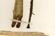<strong>Araceae - Amorphophallus - Amorphophallus johnsonii N.E.Br.</strong><br />© hnb