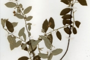 <strong>Tiliaceae - Grewia - Grewia bicolor Juss.</strong><br />© hnb