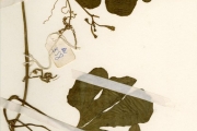 <strong>Cucurbitaceae - Trichosanthes - Trichosanthes cucumerina L.</strong><br />© hnb