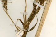 <strong>Poaceae - Alloteropsis - Alloteropsis paniculata (Benth.) Stapf</strong><br />© hnb