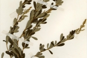 <strong>Leguminosae-Papilionoideae - Eriosema - Eriosema molle Hutch. ex Milne-Redh.</strong><br />© hnb