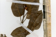 <strong>Moraceae - Ficus - Ficus ingens (Miq.) Miq.</strong><br />© hnb