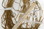 <strong>Poaceae - Echinochloa - Echinochloa colona (L.) Link</strong><br />© hnb