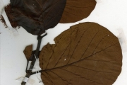 <strong>Rubiaceae - Sarcocephalus - Sarcocephalus latifolius (Sm.) Bruce</strong><br />© hnb