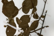 <strong>Rubiaceae - Mussaenda - Mussaenda elegans Schumach. & Thonn.</strong><br />© hnb