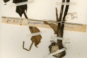 <strong>Araceae - Amorphophallus - Amorphophallus baumannii (Engl.) N.E.Br.</strong><br />© hnb