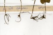<strong>Ophioglossaceae - Ophioglossum - Ophioglossum reticulatum L.</strong><br />© hnb