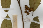 <strong>Moraceae - Ficus - Ficus dicranostyla Mildbr.</strong><br />© hnb