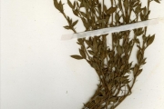 <strong>Leguminosae-Papilionoideae - Stylosanthes - Stylosanthes fruticosa (Retz.) Alston</strong><br />© hnb