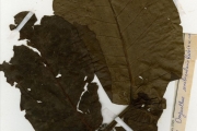 <strong>Rubiaceae - Oxyanthus - Oxyanthus unilocularis Hiern</strong><br />© hnb