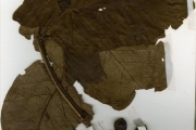 <strong>Rubiaceae - Oxyanthus - Oxyanthus unilocularis Hiern</strong><br />© hnb