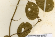 <strong>Leguminosae-Papilionoideae - Canavalia - Canavalia rosea (Sw.) DC.</strong><br />© hnb