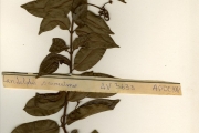 <strong>Apocynaceae - Ancylobotrys - Ancylobotrys scandens (Schumach. & Thonn.) Pichon</strong><br />© hnb