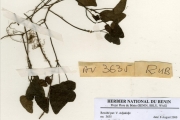 <strong>Rubiaceae - Geophila - Geophila obvallata (Schumach.) Didr.</strong><br />© hnb